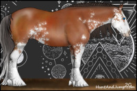Horse Color:Bay Sabino Splash 