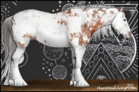 Horse Color:Bay Sabino Splash 