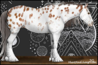Horse Color:Bay Sabino Appaloosa 