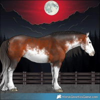 Horse Color:White Spotted Bay Splash 