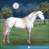 Horse Color:Gray Chestnut Rabicano 