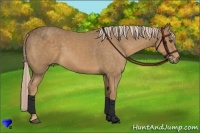 Horse Color:Palomino