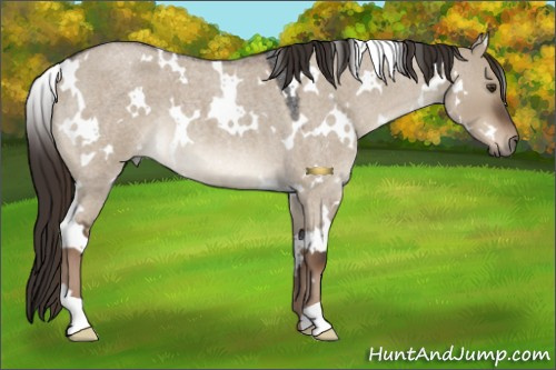 Horse Color:White Spotted Liver Red Dun Roan 