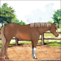Horse Color:Chestnut 