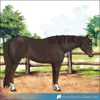 Horse Color:Liver Chestnut 