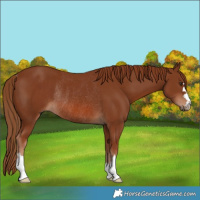 Horse Color:Chestnut Rabicano 