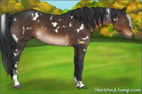 Horse Color:White Spotted Brown Sabino 