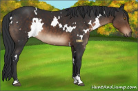 Horse Color:White Spotted Brown Sabino 