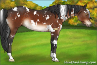 Horse Color:White Spotted Brown 