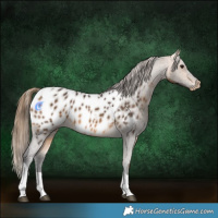 Horse Color:Buckskin Tobiano Near Leopard 
