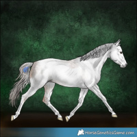 Horse Color:Gray White Spotted Chestnut Tobiano 