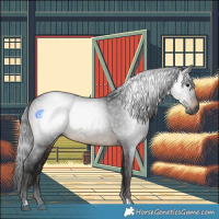 Horse Color:Gray Brown 