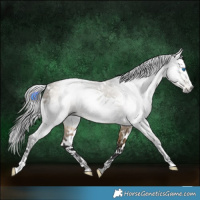 Horse Color:Gray White Spotted Buckskin Dun Splash 