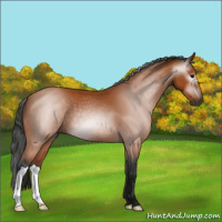 Horse Color:Gray Bay 
