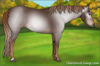 Horse Color:Gray Chestnut 