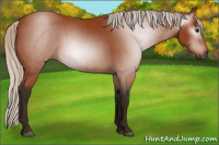 Horse Color:Gray Silver Bay 