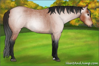 Horse Color:Gray Bay Roan 