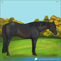 Horse Color:Brown 