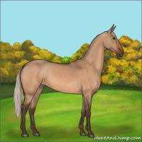 Horse Color:Silver Bay Dun 