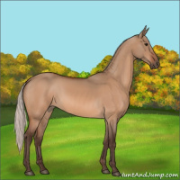Horse Color:Silver Bay Dun 