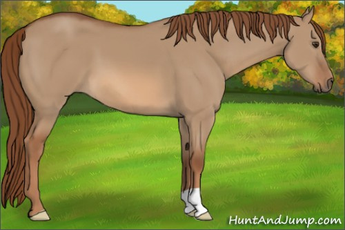 Horse Color:Red Dun 