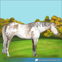 Horse Color:Gray White Spotted Silver Classic Cream Champagne 