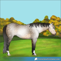 Horse Color:Gray Buckskin Dun 