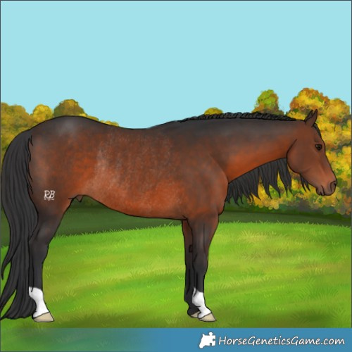 Horse Color:Brown Rabicano
