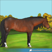 Horse Color:Brown Rabicano 
