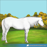 Horse Color:Amber Cream Champagne Pearl Dun Sabino Blanket 