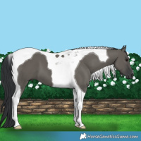Horse Color:Grullo Tobiano 