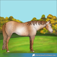 Horse Color:Gray Gold Champagne 