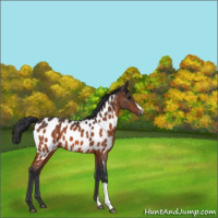 Horse Color:Bay Appaloosa