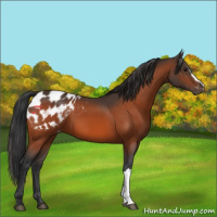 Horse Color:Bay Appaloosa 
