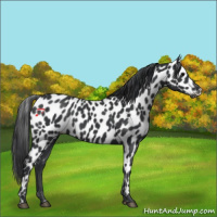 Horse Color:Black Appaloosa 