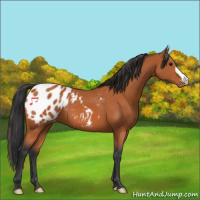 Horse Color:Bay Appaloosa 