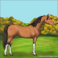 Horse Color:Bay Appaloosa 