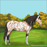 Horse Color:Bay Appaloosa