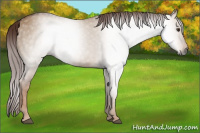 Horse Color:Gray Red Dun 