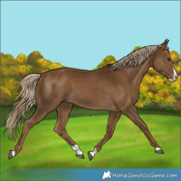 Horse Color:Chocolate Palomino Splash 