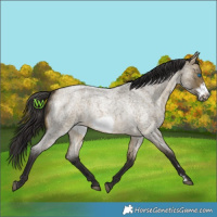 Horse Color:Buckskin Roan Dun Sabino Frame 