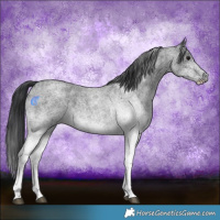 Horse Color:White Spotted Blue Roan 