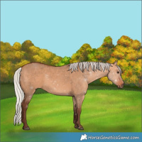 Horse Color:Silver Bay Dun