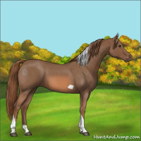 Horse Color:Red Roan Tobiano