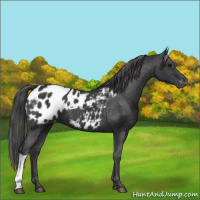 Horse Color:Black Appaloosa 
