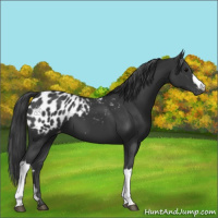 Horse Color:Black Appaloosa 