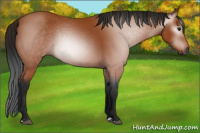 Horse Color:Gray Bay 