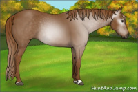 Horse Color:Gray Chestnut 