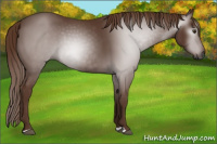 Horse Color:Gray Chestnut 