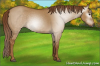 Horse Color:Gray Red Dun 